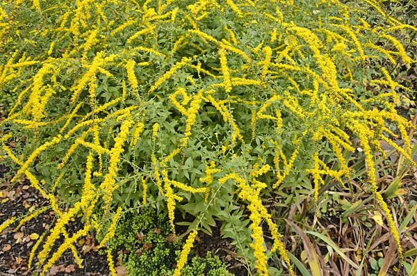 549092 - Gewöhnliche Goldrute (Solidago virgaurea)