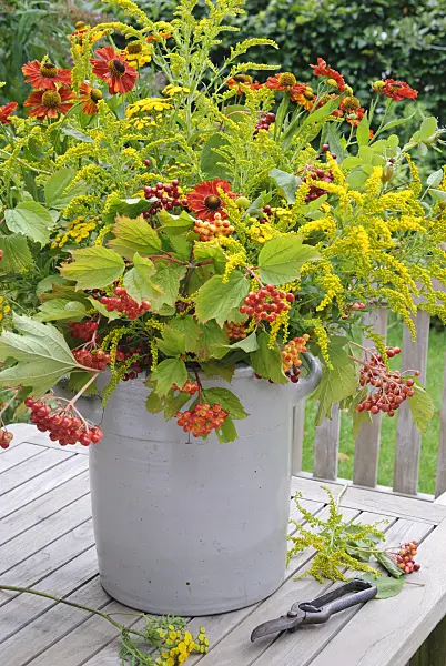 475282 - Gewöhnliche Goldrute (Solidago virgaurea), Sonnenbraut (Helenium), Rainfarn (Tanacetum vulgare) und Gewöhnlicher Schneeball (Viburnum opulus)