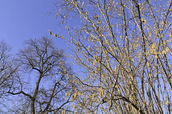 492035 - Gewöhnliche Hasel (Corylus avellana)