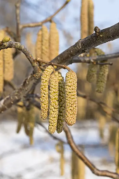 516032 - Gewöhnliche Hasel (Corylus avellana)