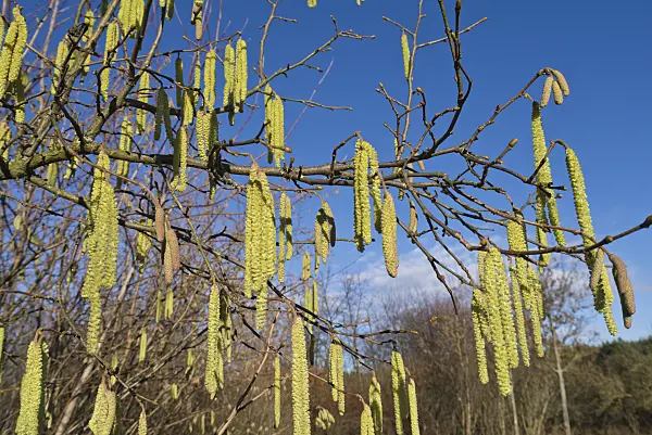 528005 - Gewöhnliche Hasel (Corylus avellana)