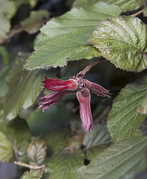 651199 - Gewöhnliche Hasel (Corylus avellana 'Rote Zellernuss')