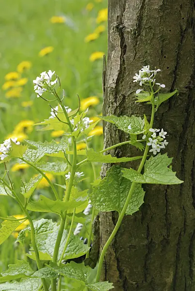 471156 - Gewöhnliche Knoblauchsrauke (Alliaria petiolata)