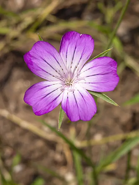 427173 - Gewöhnliche Kornrade (Agrostemma githago)