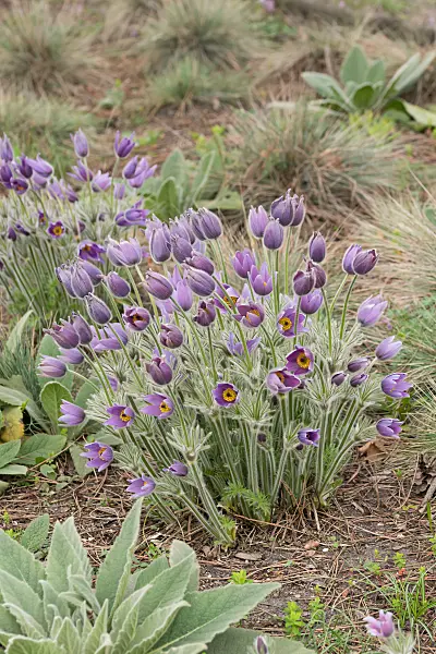 664348 - Gewöhnliche Küchenschelle (Pulsatilla vulgaris)