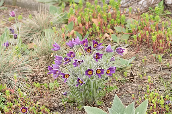 664349 - Gewöhnliche Küchenschelle (Pulsatilla vulgaris)