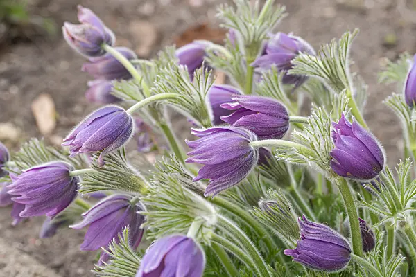 664351 - Gewöhnliche Küchenschelle (Pulsatilla vulgaris)