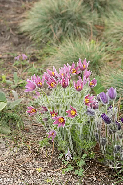 664345 - Gewöhnliche Küchenschelle (Pulsatilla vulgaris 'Rubra')