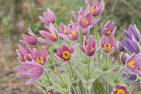 664346 - Gewöhnliche Küchenschelle (Pulsatilla vulgaris 'Rubra')