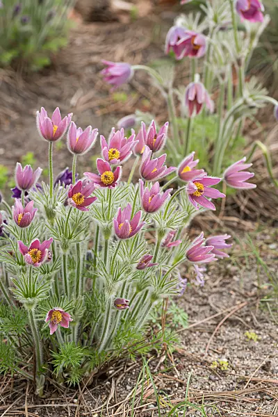 664347 - Gewöhnliche Küchenschelle (Pulsatilla vulgaris 'Rubra')