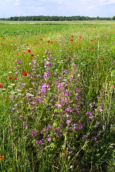 671010 - Gewöhnliche Malve (Malva sylvestris), Ackerhundskamille (Anthemis arvensis) und Klatschmohn (Papaver rhoeas)