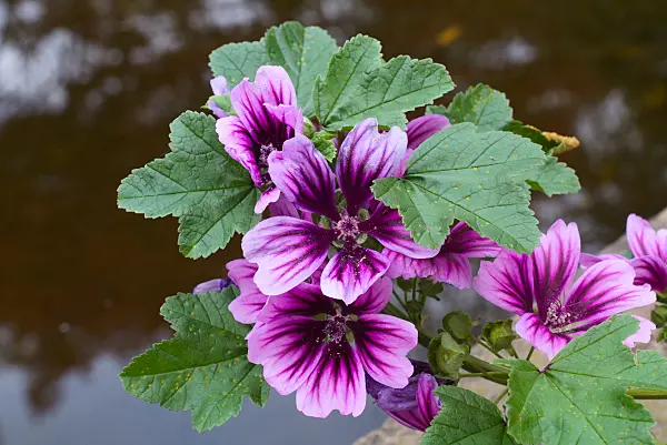 672014 - Gewöhnliche Malve (Malva sylvestris var. mauritiana)