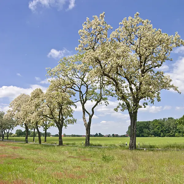 517237 - Gewöhnliche Robinie (Robinia pseudoacacia)