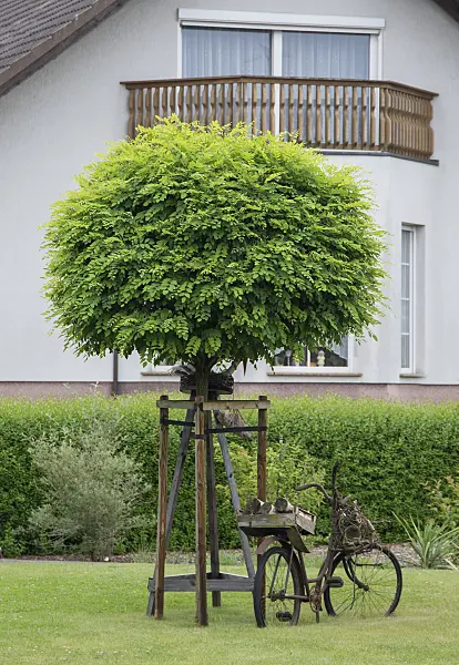 616323 - Gewöhnliche Robinie (Robinia pseudoacacia 'Umbraculifera')