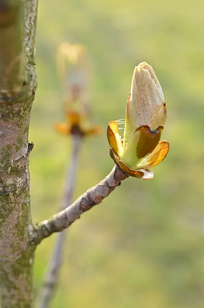 507005 - Gewöhnliche Rosskastanie (Aesculus hippocastanum)