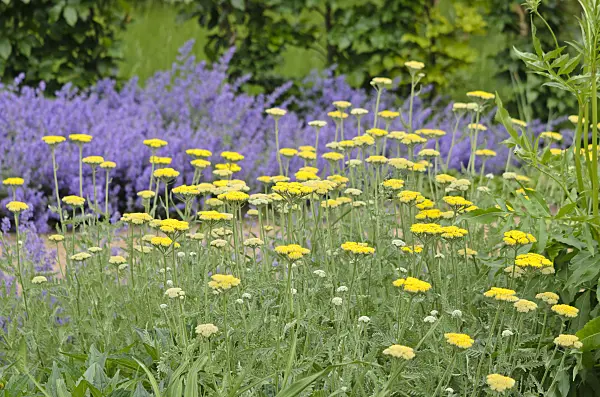 545075 - Gewöhnliche Schafgarbe (Achillea millefolium)