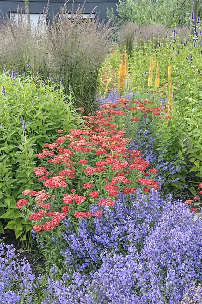 547055 - Gewöhnliche Schafgarbe (Achillea millefolium 'Paprika'), Koreanische Minze (Agastache rugosa 'Blue Fortune') und Katzenminze (Nepeta x fasssenii 'Kit Cat')