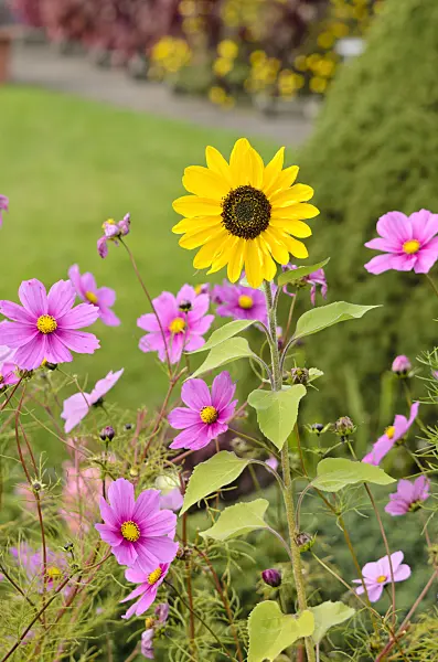 525143 - Gewöhnliche Sonnenblume (Helianthus annuus) und Gemeine Kosmee (Cosmos bipinnatus)