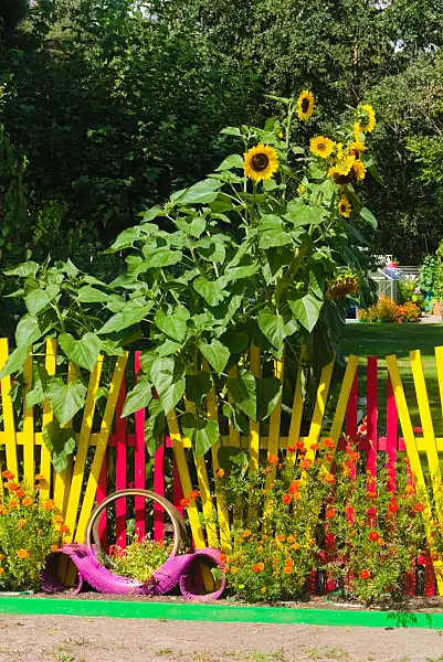 670034 - Gewöhnliche Sonnenblumen (Helianthus annuus) mit buntem Gartenzaun