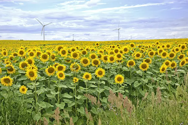 502215 - Gewöhnliche Sonnenblumen (Helianthus annuus) mit Windrädern