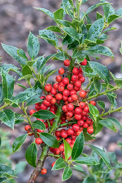 675172 - Gewöhnliche Stechpalme (Ilex aquifolium 'Alaska')