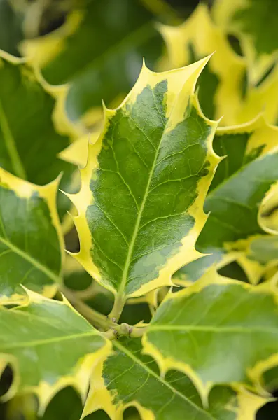 521311 - Gewöhnliche Stechpalme (Ilex aquifolium 'Madame Briot')