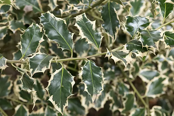 675175 - Gewöhnliche Stechpalme (Ilex aquifolium 'Silver Queen')