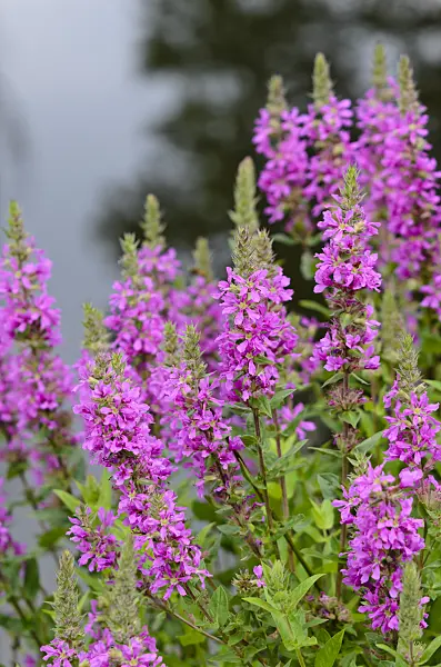 522099 - Gewöhnlicher Blutweiderich (Lythrum salicaria)