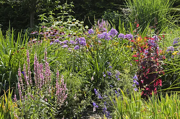 498297 - Gewöhnlicher Blutweiderich (Lythrum salicaria), Sonnenhut (Echinacea purpurea), Staudenphlox (Phlox paniculata) und Rote Gartenmelde (Atriplex hortensis var. rubra)