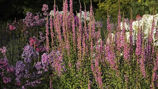 510111 - Gewöhnlicher Blutweiderich (Lythrum salicaria) und Staudenphlox (Phlox paniculata)