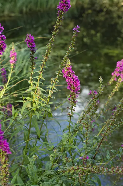 511311 - Gewöhnlicher Blutweiderich (Lythrum salicaria 'Zigeunerblut')