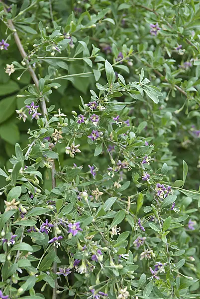 502253 - Gewöhnlicher Bocksdorn (Lycium barbarum)