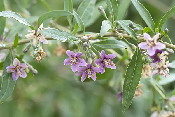 635067 - Gewöhnlicher Bocksdorn (Lycium barbarum)