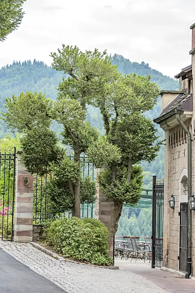 616173 - Gewöhnlicher Buchsbaum (Buxus sempervirens 'Arborescens')