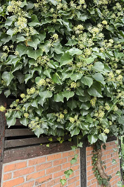 525055 - Gewöhnlicher Efeu (Hedera helix)