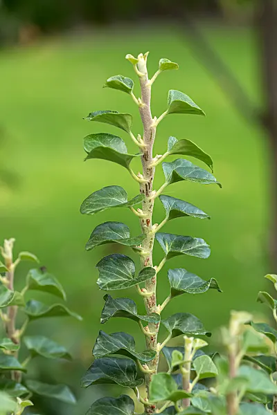 664166 - Gewöhnlicher Efeu (Hedera helix 'Erecta')