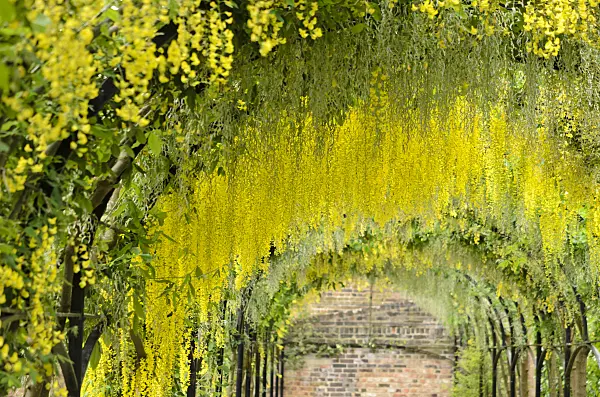 533250 - Gewöhnlicher Goldregen (Laburnum anagyroides)