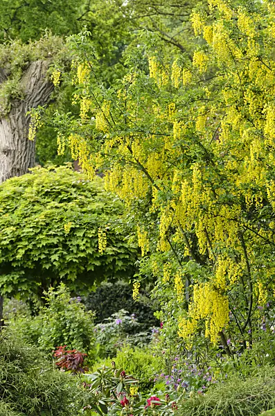 544116 - Gewöhnlicher Goldregen (Laburnum anagyroides)