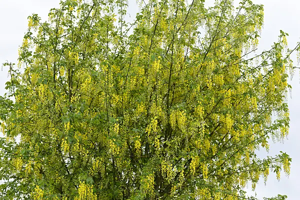558259 - Gewöhnlicher Goldregen (Laburnum anagyroides)