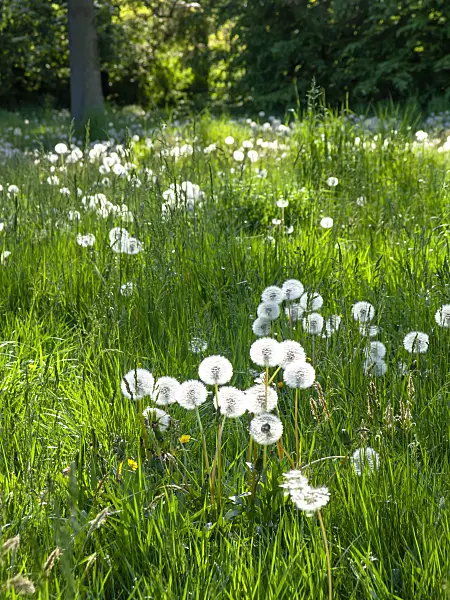 460081 - Gewöhnlicher Löwenzahn (Taraxacum officinale)