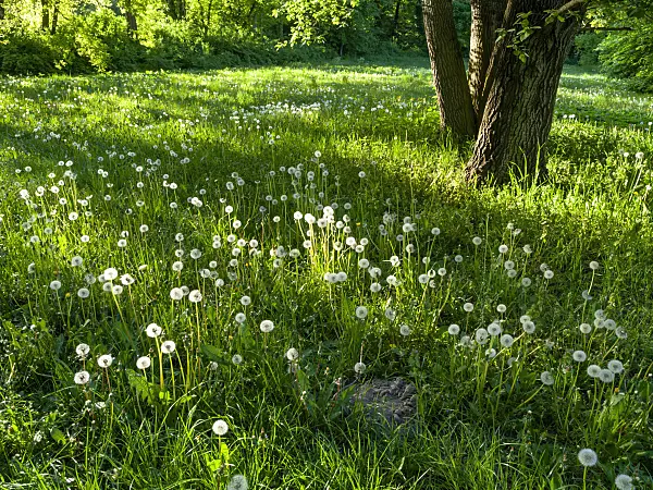 460082 - Gewöhnlicher Löwenzahn (Taraxacum officinale)