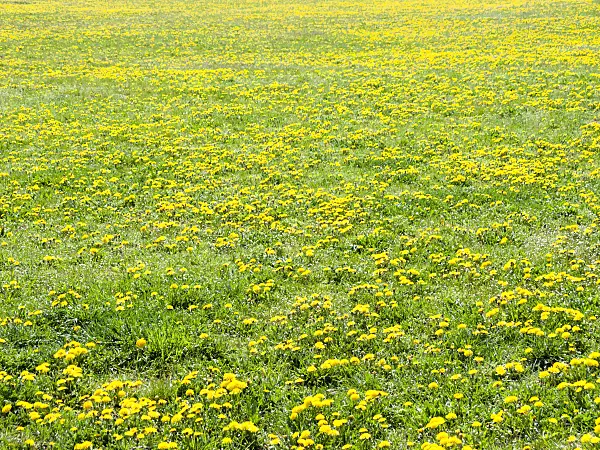 483357 - Gewöhnlicher Löwenzahn (Taraxacum officinale)