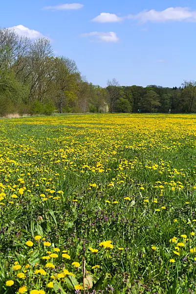 671004 - Gewöhnlicher Löwenzahn (Taraxacum officinale)