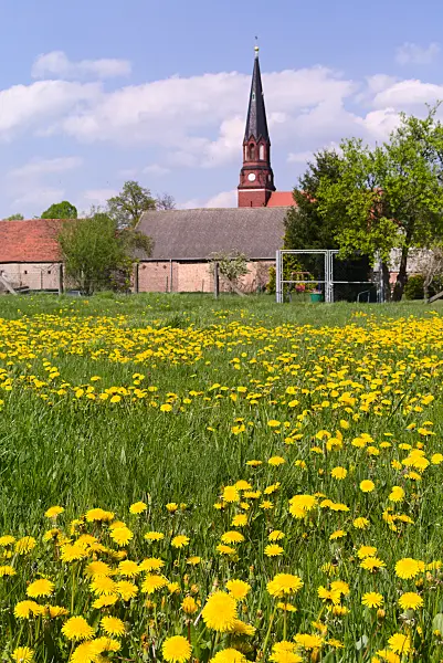 672076 - Gewöhnlicher Löwenzahn (Taraxacum officinale) vor einem märkischen Dorf