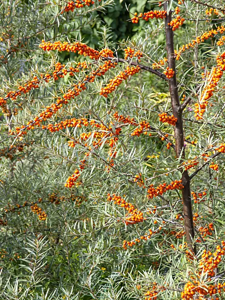 441005 - Gewöhnlicher Sanddorn (Hippophae rhamnoides)