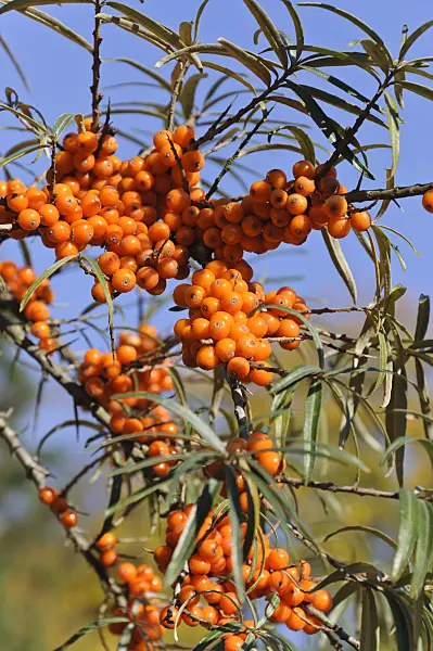 489076 - Gewöhnlicher Sanddorn (Hippophae rhamnoides)