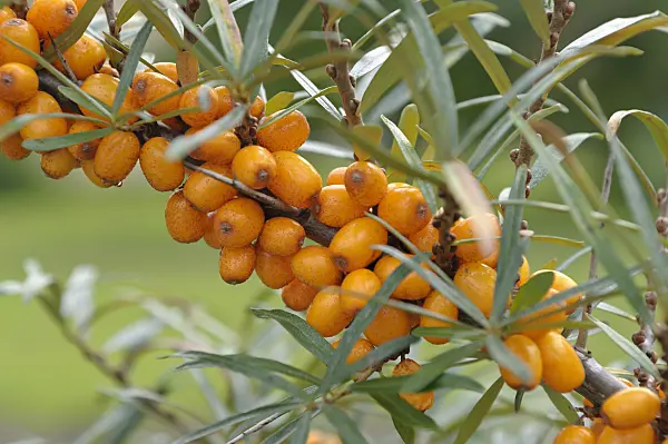 517297 - Gewöhnlicher Sanddorn (Hippophae rhamnoides 'Sandora')