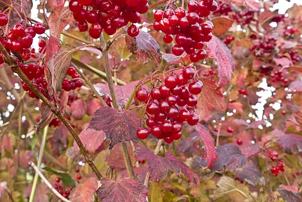538005 - Gewöhnlicher Schneeball (Viburnum opulus)