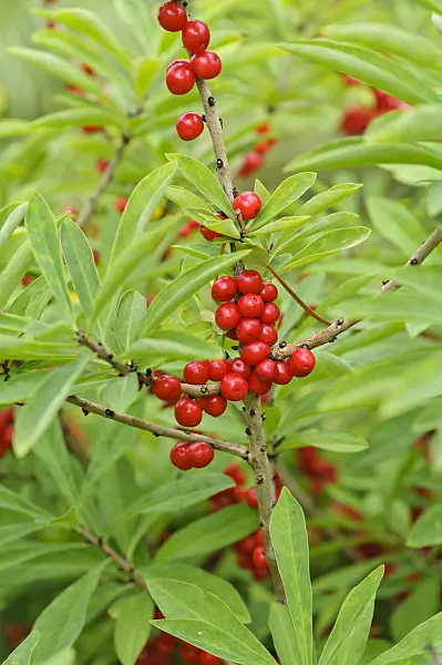 474095 - Gewöhnlicher Seidelbast (Daphne mezereum)