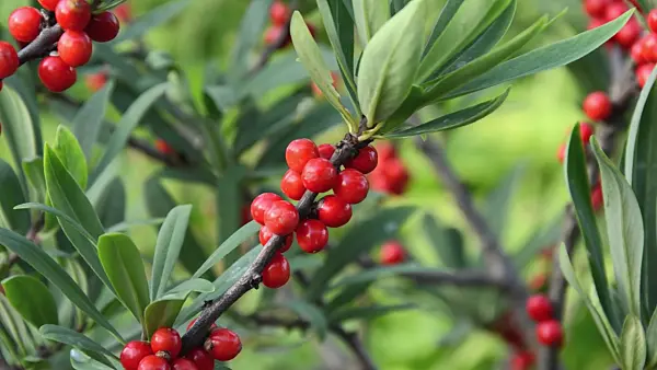 497193 - Gewöhnlicher Seidelbast (Daphne mezereum)